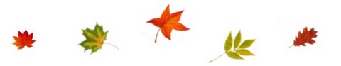 Feuilles 5