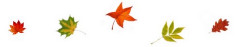 5 Feuilles