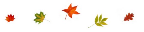 5 Feuilles