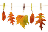 Feuilles galerie