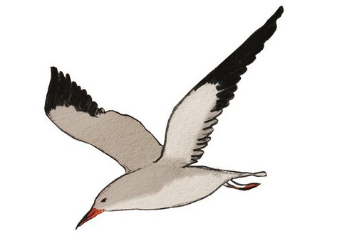 goeland souffle